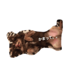 dog 55（個別スタンプ：13）