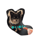 dog 55（個別スタンプ：14）