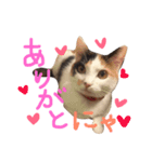 タモスタンプ（個別スタンプ：5）