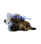 柴犬ハナちゃん その1（個別スタンプ：1）