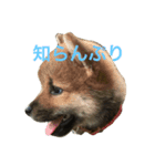 柴犬ハナちゃん その1（個別スタンプ：4）
