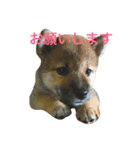 柴犬ハナちゃん その1（個別スタンプ：7）