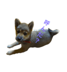 柴犬ハナちゃん その1（個別スタンプ：8）