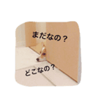 コーギーのぽむ2（個別スタンプ：1）