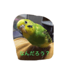 ぴーちゃんとポピー（個別スタンプ：5）