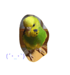 ぴーちゃんとポピー（個別スタンプ：7）