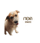 Dek Moo Part1（個別スタンプ：4）