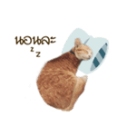 Dek Moo Part1（個別スタンプ：5）