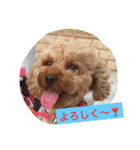 トイプーのきもち！（個別スタンプ：1）