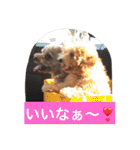 トイプーのきもち！（個別スタンプ：2）
