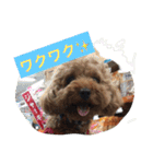 トイプーのきもち！（個別スタンプ：8）