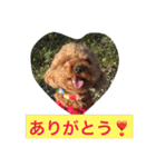 トイプーのきもち！（個別スタンプ：9）