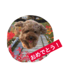 トイプーのきもち！（個別スタンプ：10）