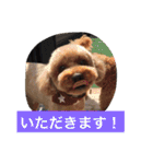 トイプーのきもち！（個別スタンプ：13）