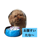 トイプーのきもち！（個別スタンプ：14）
