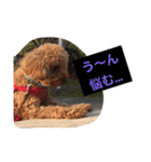 トイプーのきもち！（個別スタンプ：15）