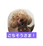 トイプーのきもち！（個別スタンプ：16）