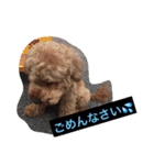 トイプーのきもち！（個別スタンプ：17）