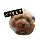 トイプーのきもち！（個別スタンプ：18）