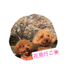 トイプーのきもち！（個別スタンプ：19）