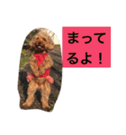 トイプーのきもち！（個別スタンプ：20）