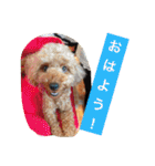 トイプーのきもち！（個別スタンプ：21）