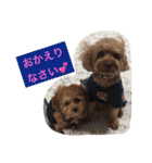 トイプーのきもち！（個別スタンプ：22）