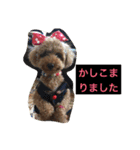 トイプーのきもち！（個別スタンプ：23）