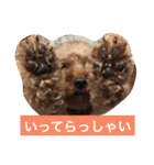 トイプーのきもち！（個別スタンプ：24）