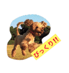 トイプーのきもち！（個別スタンプ：25）