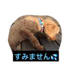 トイプーのきもち！（個別スタンプ：27）