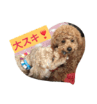 トイプーのきもち！（個別スタンプ：28）