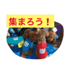 トイプーのきもち！（個別スタンプ：29）