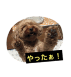 トイプーのきもち！（個別スタンプ：30）