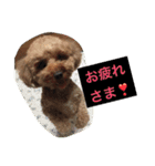 トイプーのきもち！（個別スタンプ：31）