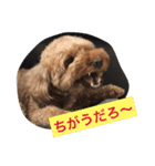 トイプーのきもち！（個別スタンプ：32）