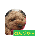 トイプーのきもち！（個別スタンプ：33）