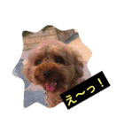 トイプーのきもち！（個別スタンプ：34）
