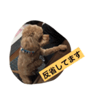 トイプーのきもち！（個別スタンプ：35）