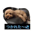 トイプーのきもち！（個別スタンプ：37）