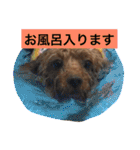 トイプーのきもち！（個別スタンプ：38）