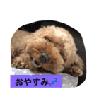 トイプーのきもち！（個別スタンプ：39）