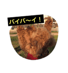トイプーのきもち！（個別スタンプ：40）