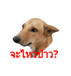 A-DOG V.3（個別スタンプ：15）