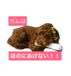 まいにちほのカイルのスタンプ vol.3（個別スタンプ：1）