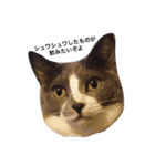 ともたん家のねこ（個別スタンプ：1）