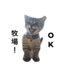 ともたん家のねこ（個別スタンプ：3）