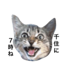 ともたん家のねこ（個別スタンプ：4）