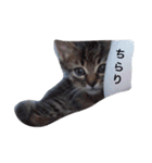 ともたん家のねこ（個別スタンプ：5）