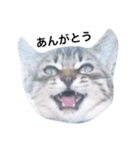 ともたん家のねこ（個別スタンプ：8）